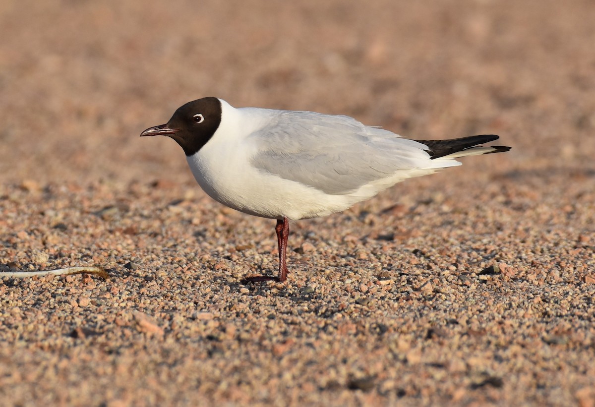 Black-headed Gull - ML456813921