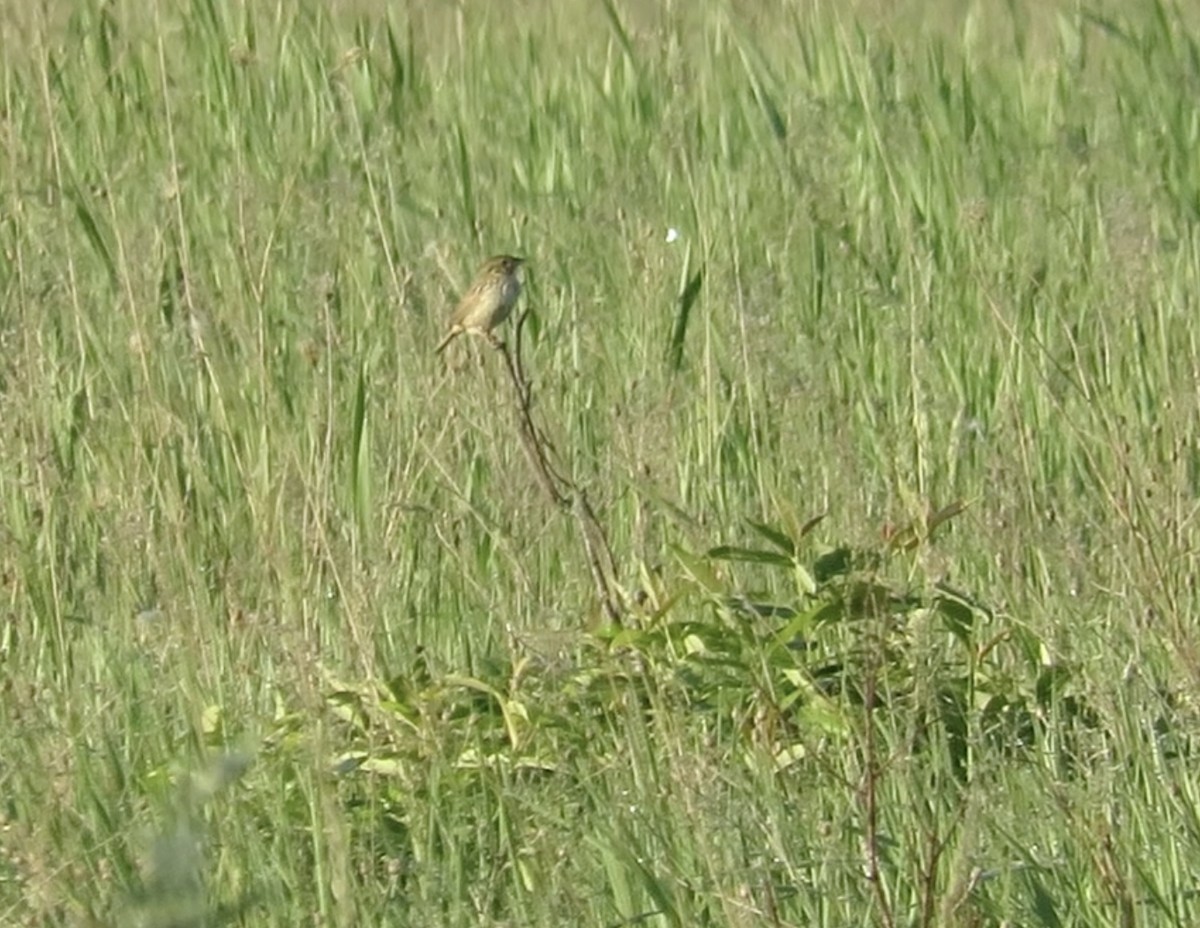 Henslow's Sparrow - ML456814081