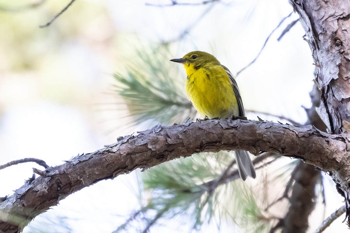 Pine Warbler - ML456814141