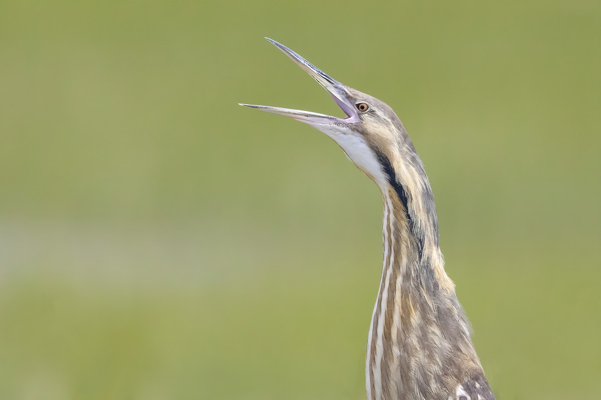 American Bittern - ML456814221