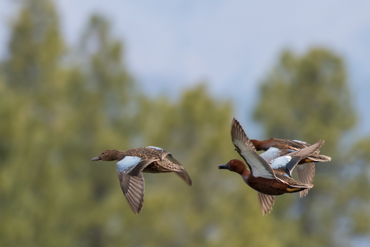 Cinnamon Teal - ML456814981