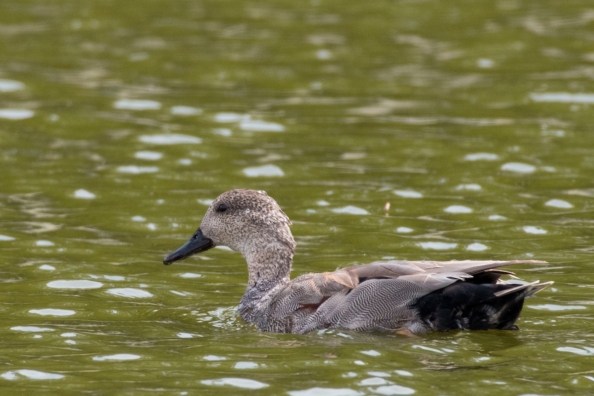 Gadwall - ML456815481