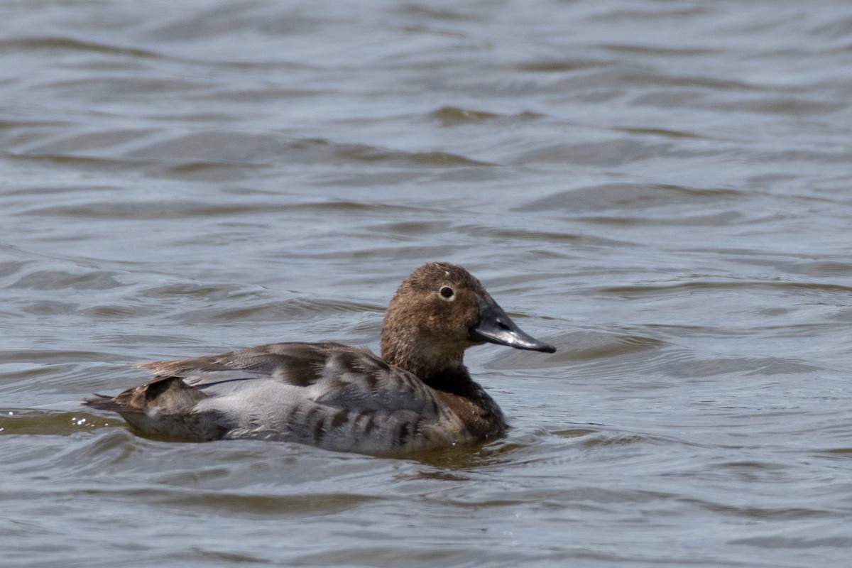 Canvasback - ML456815491