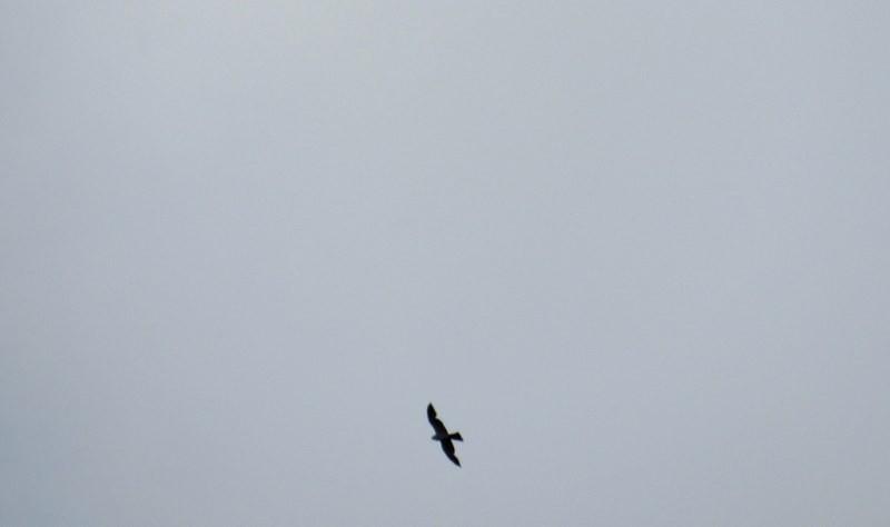 Mississippi Kite - ML456815511