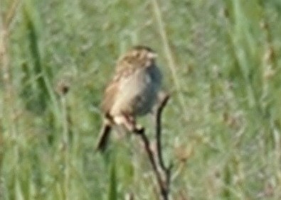 Henslow's Sparrow - Alice Van Zoeren