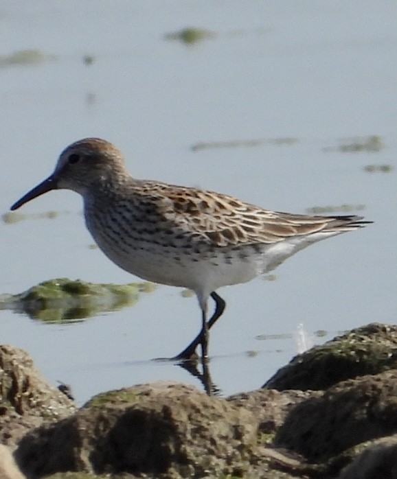 White-rumped Sandpiper - Christopher Daniels