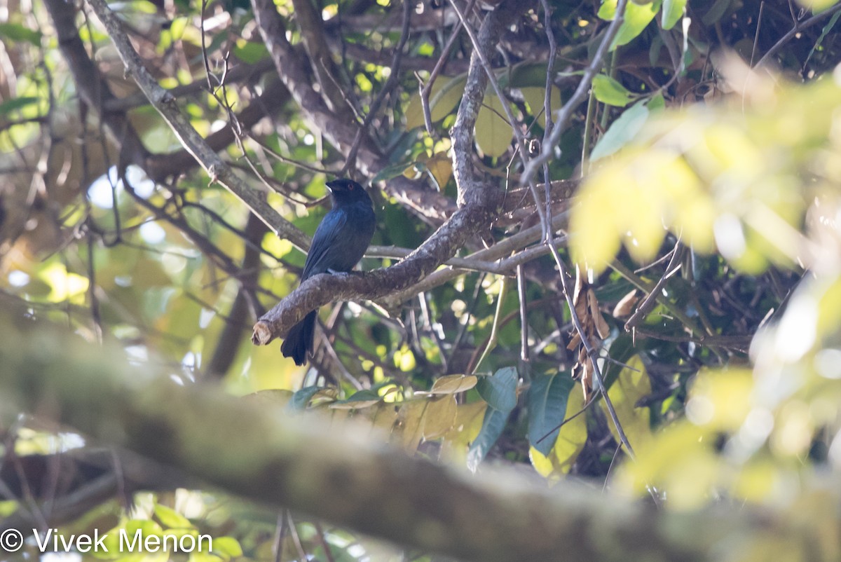 Square-tailed Drongo - Vivek Menon