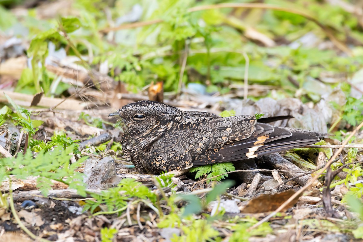 Band-winged Nightjar - Marco Fidalgo