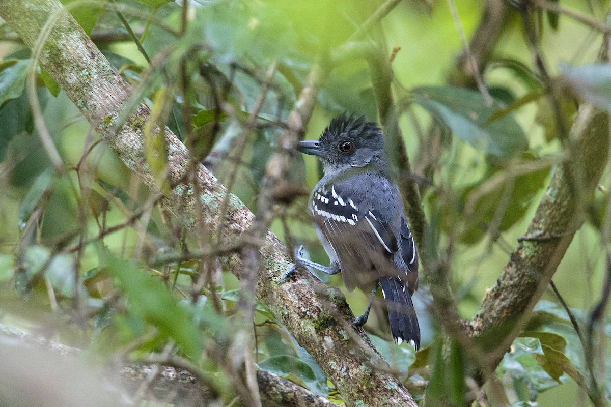 Northern Slaty-Antshrike - ML456817721