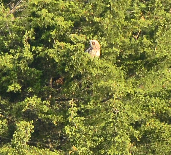 Great Horned Owl - ML456818161