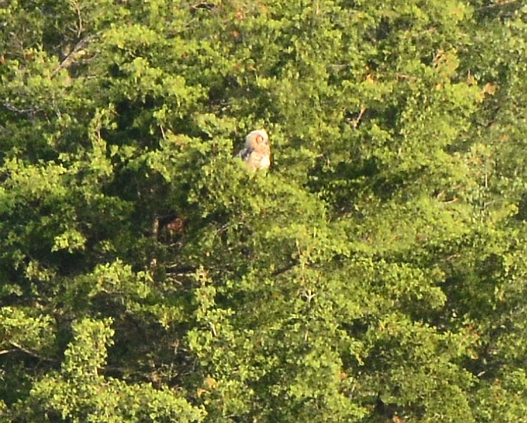 Great Horned Owl - ML456818191