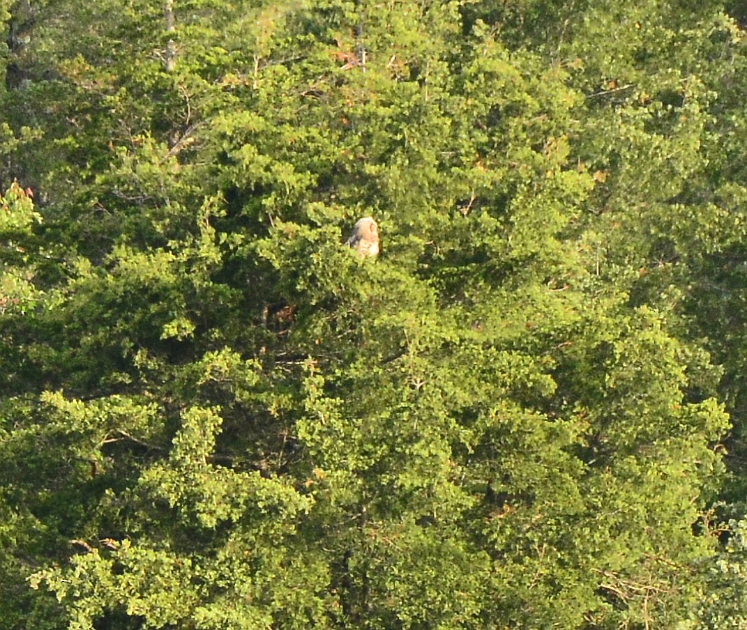 Great Horned Owl - ML456818201