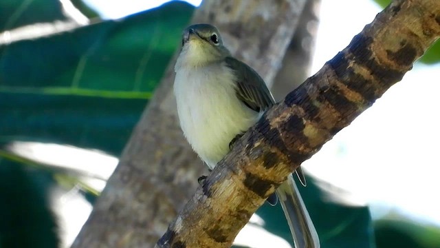 Ashy Flycatcher - ML456818381