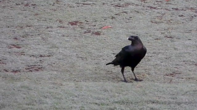 White-necked Raven - ML456819101