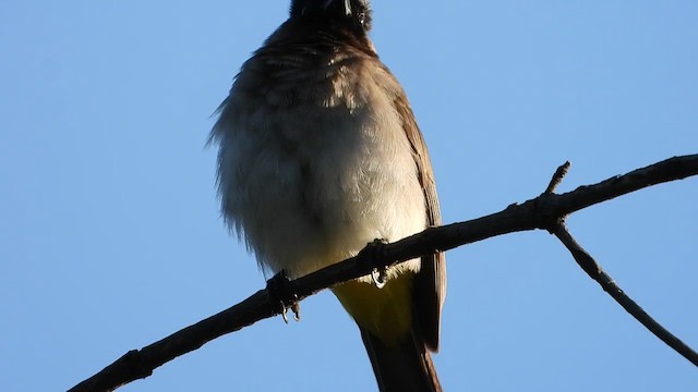 bulbul zahradní [skupina tricolor] - ML456819161