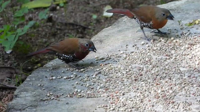Red-throated Twinspot - ML456819501