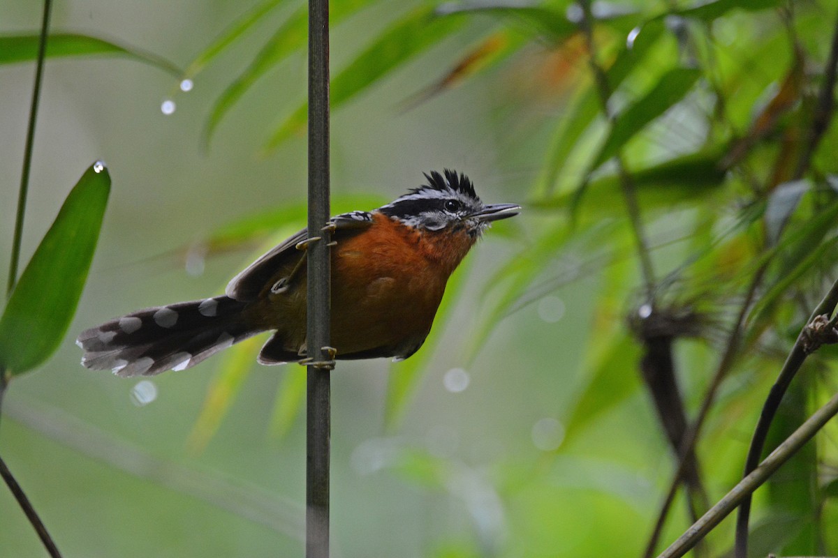 Bertoni's Antbird - ML456819911