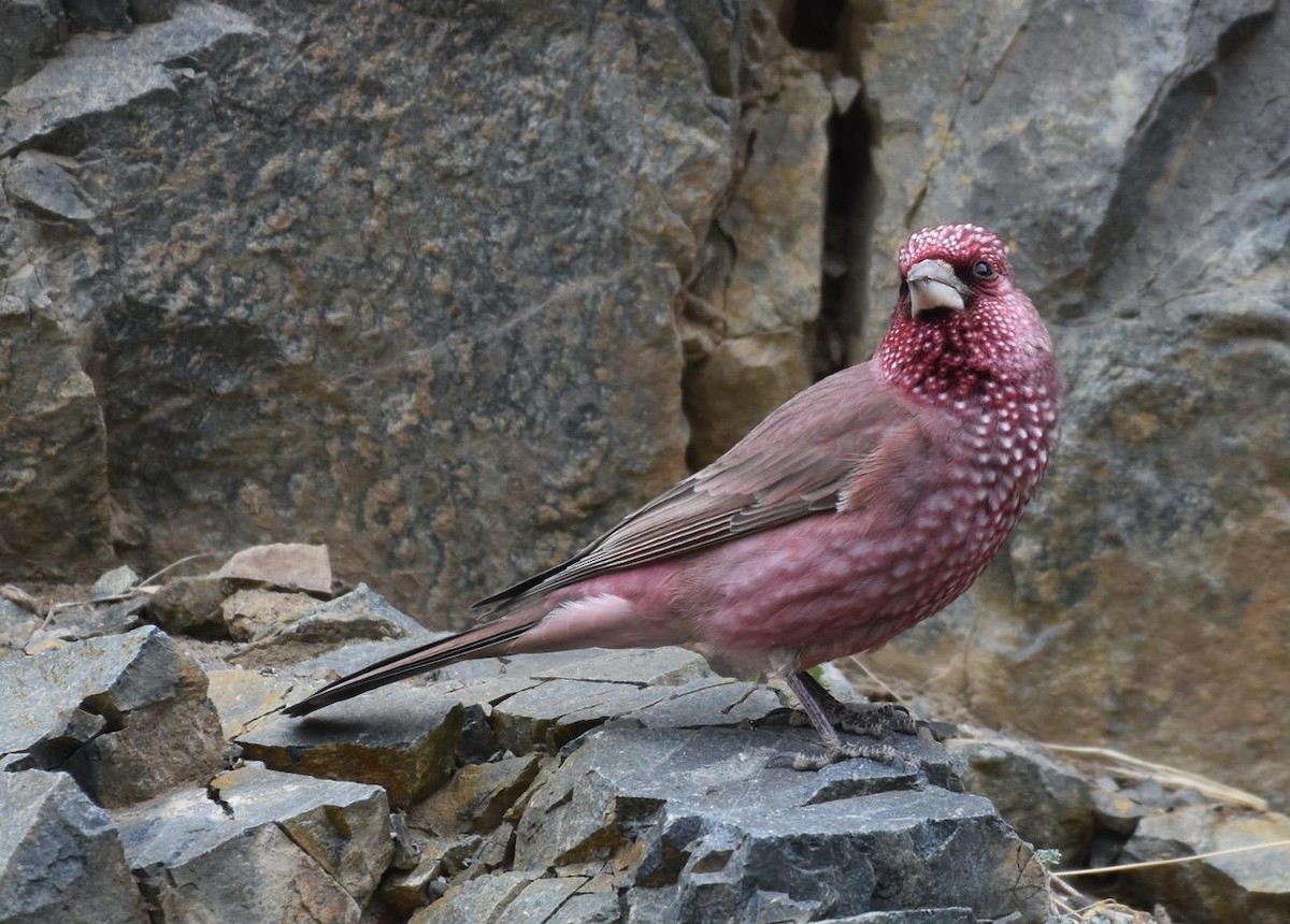 Great Rosefinch - ML456821491