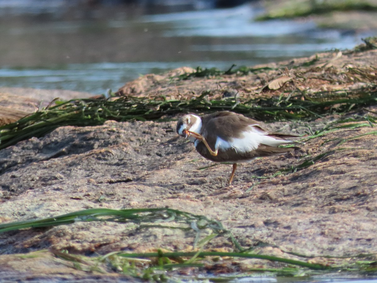 Semipalmated Plover - ML456822041