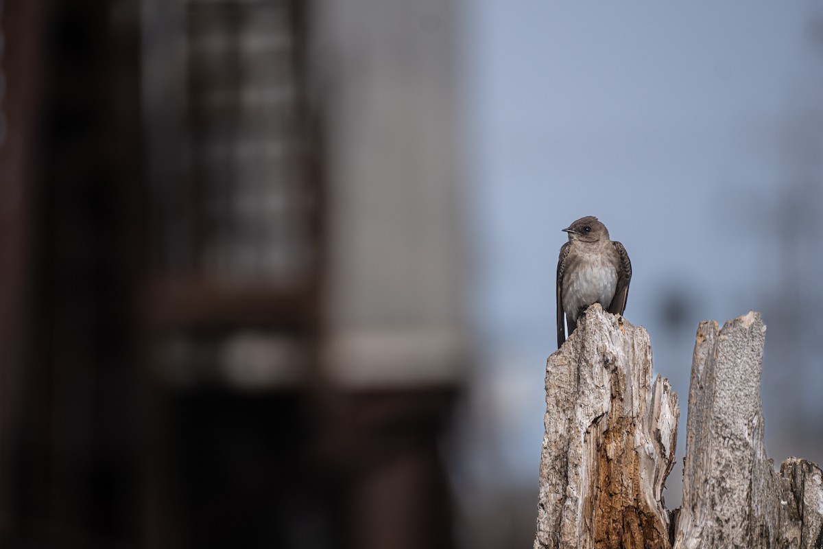 Golondrina Aserrada - ML456822731