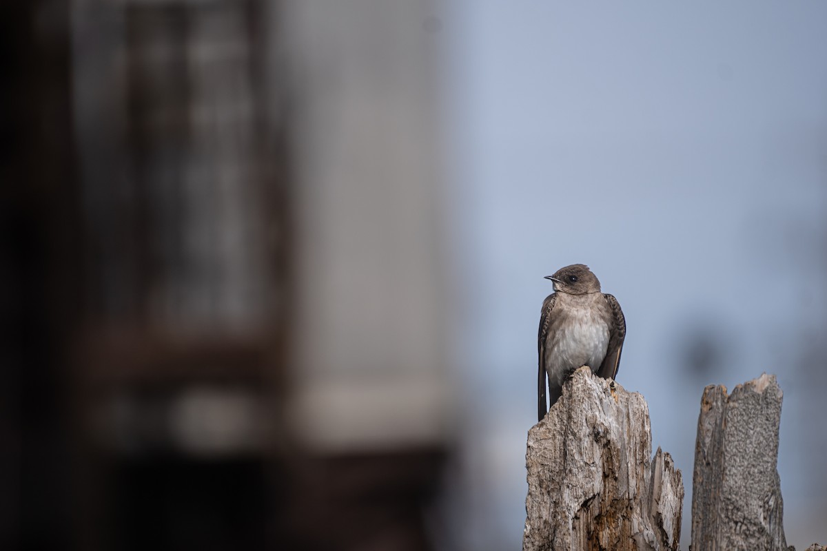 Golondrina Aserrada - ML456822741
