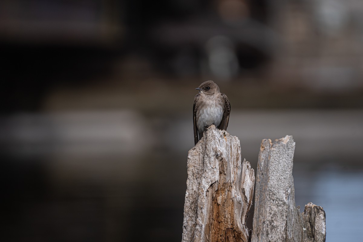 Golondrina Aserrada - ML456822751