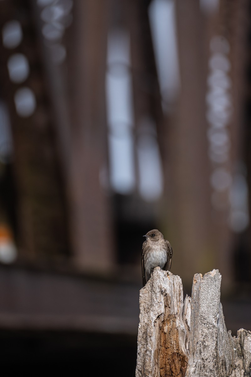 Golondrina Aserrada - ML456822821
