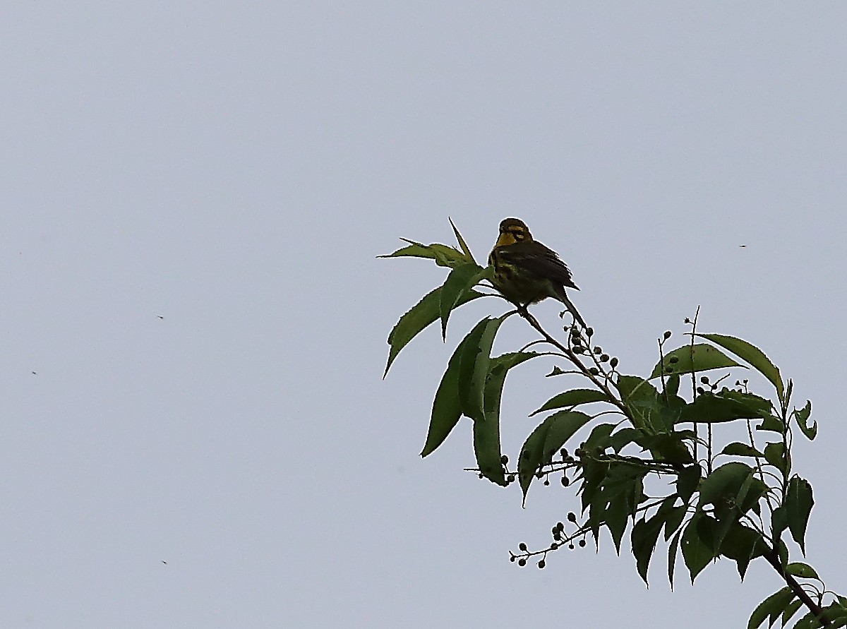 Prairie Warbler - Wolfgang Oesterreich