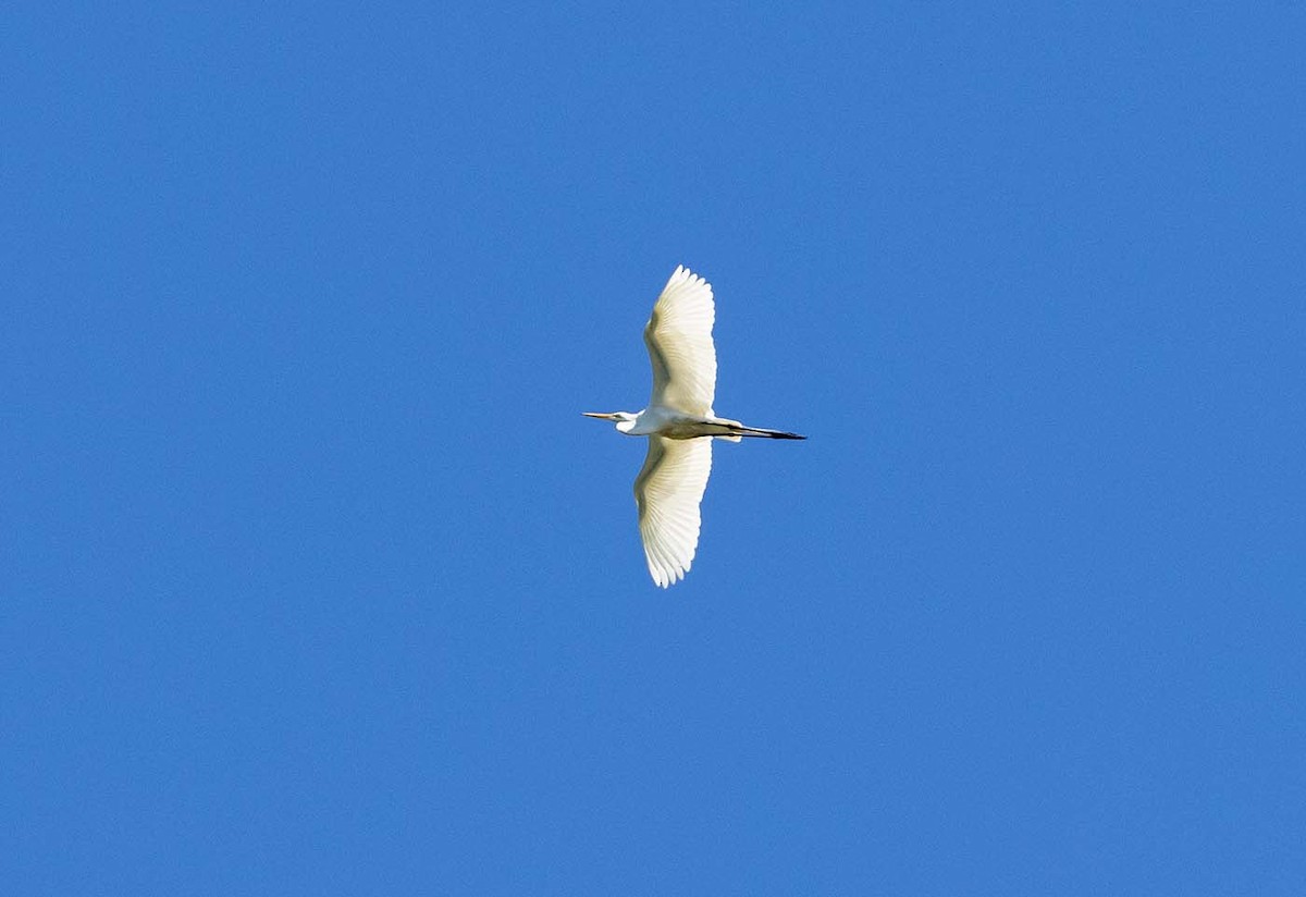 Great Egret - ML456824051