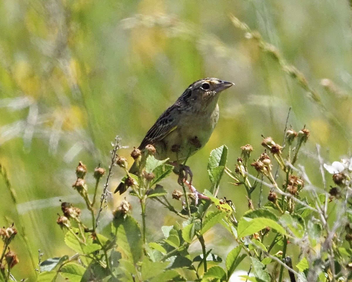 Grasshopper Sparrow - ML456824321
