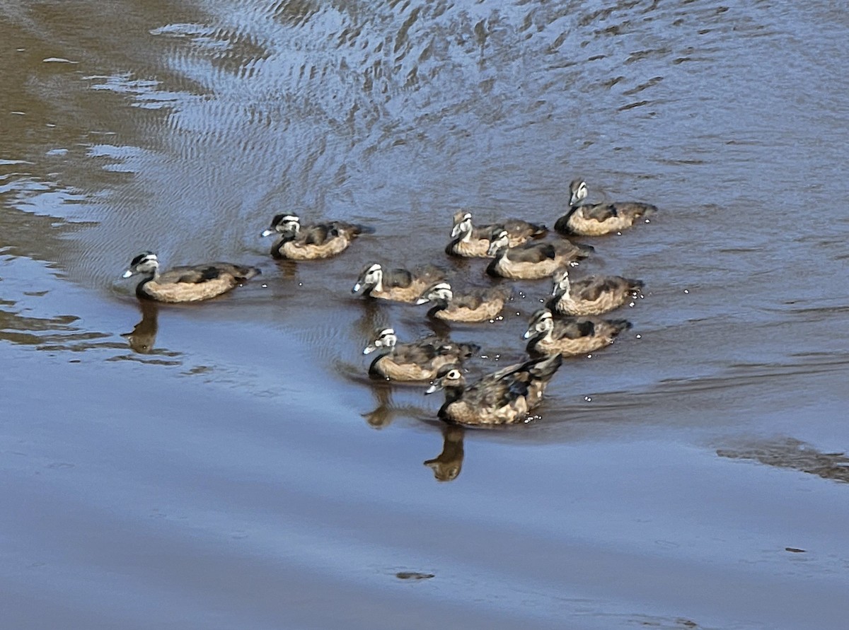 Wood Duck - ML456828101