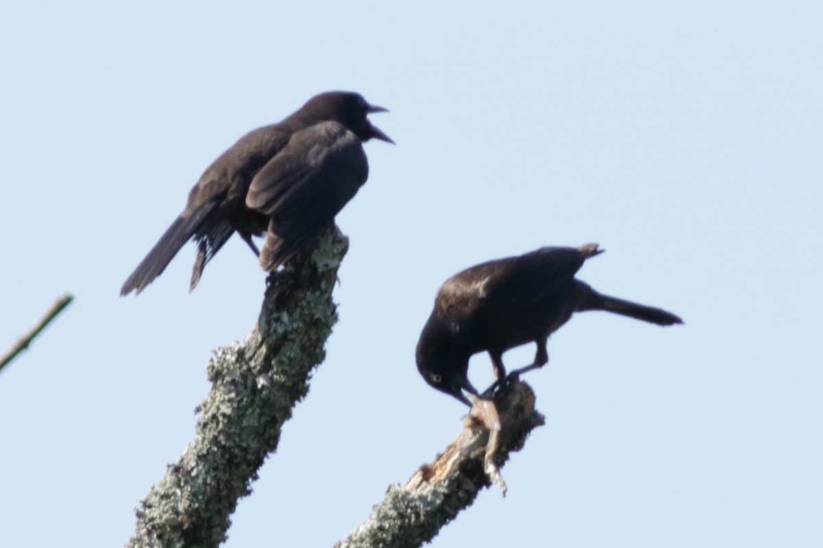 Common Grackle - ML456828271