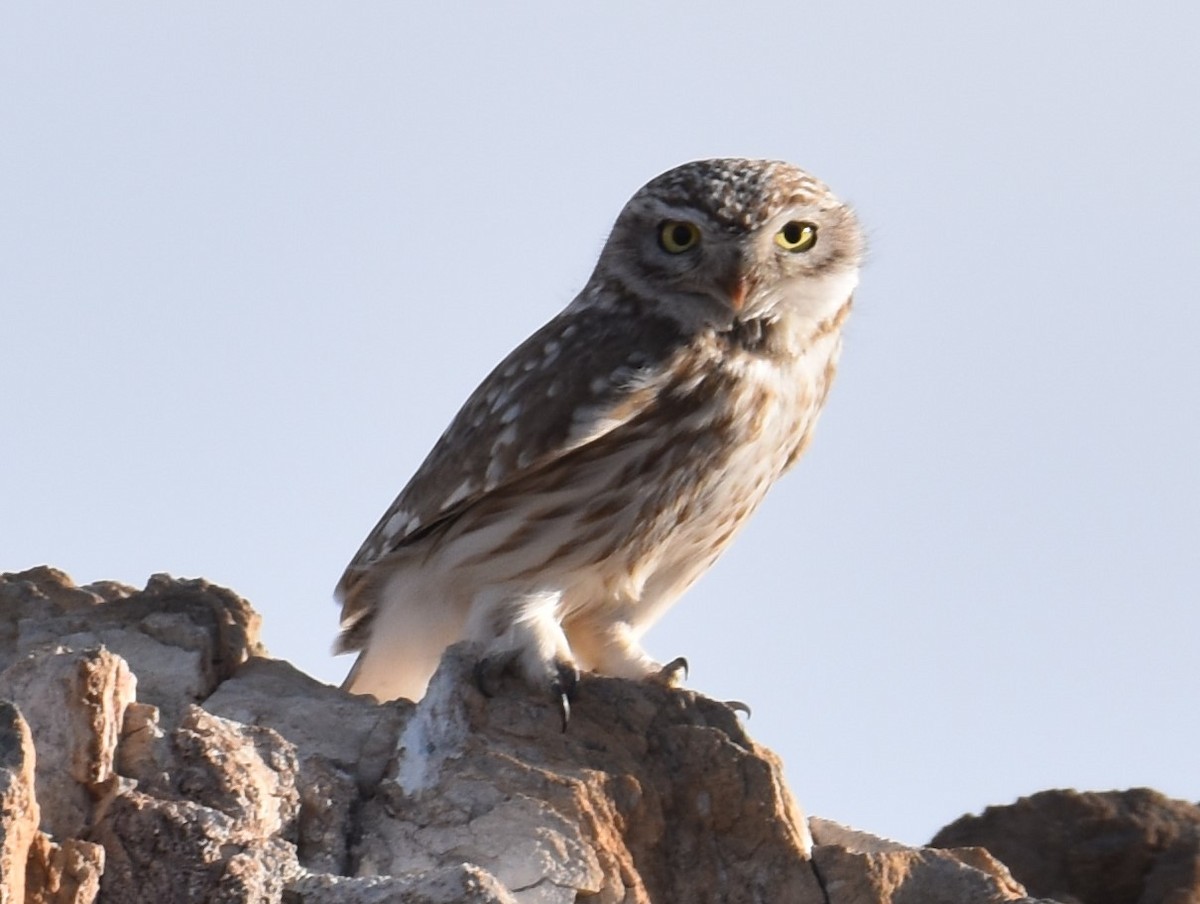 Little Owl - Lorenzo Vinciguerra
