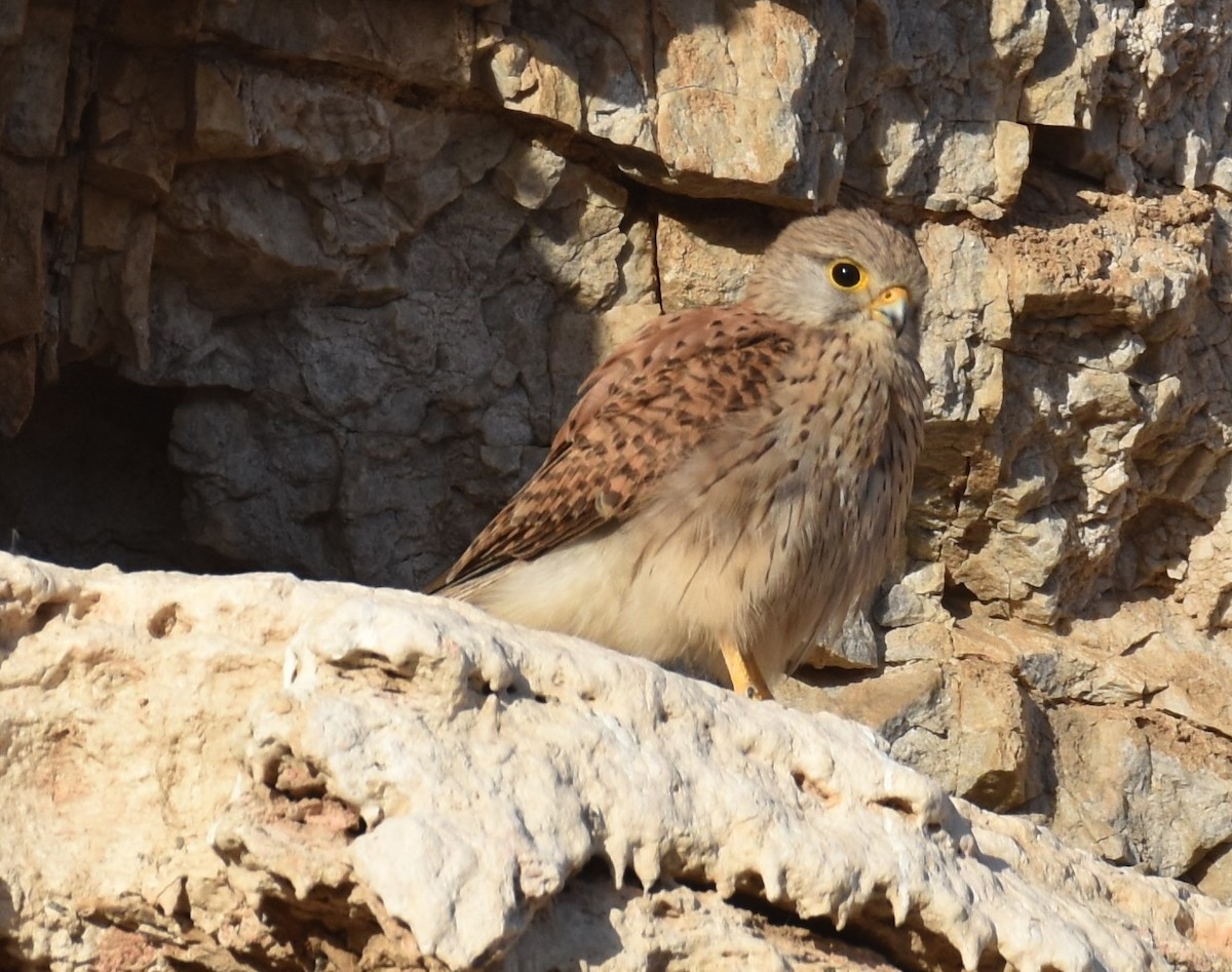 Eurasian Kestrel - ML456828461