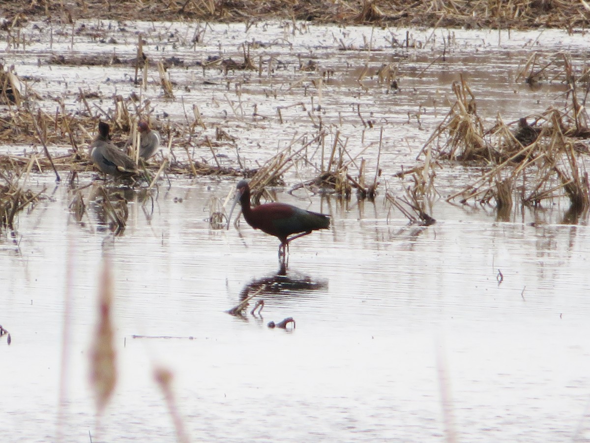 White-faced Ibis - ML456828841