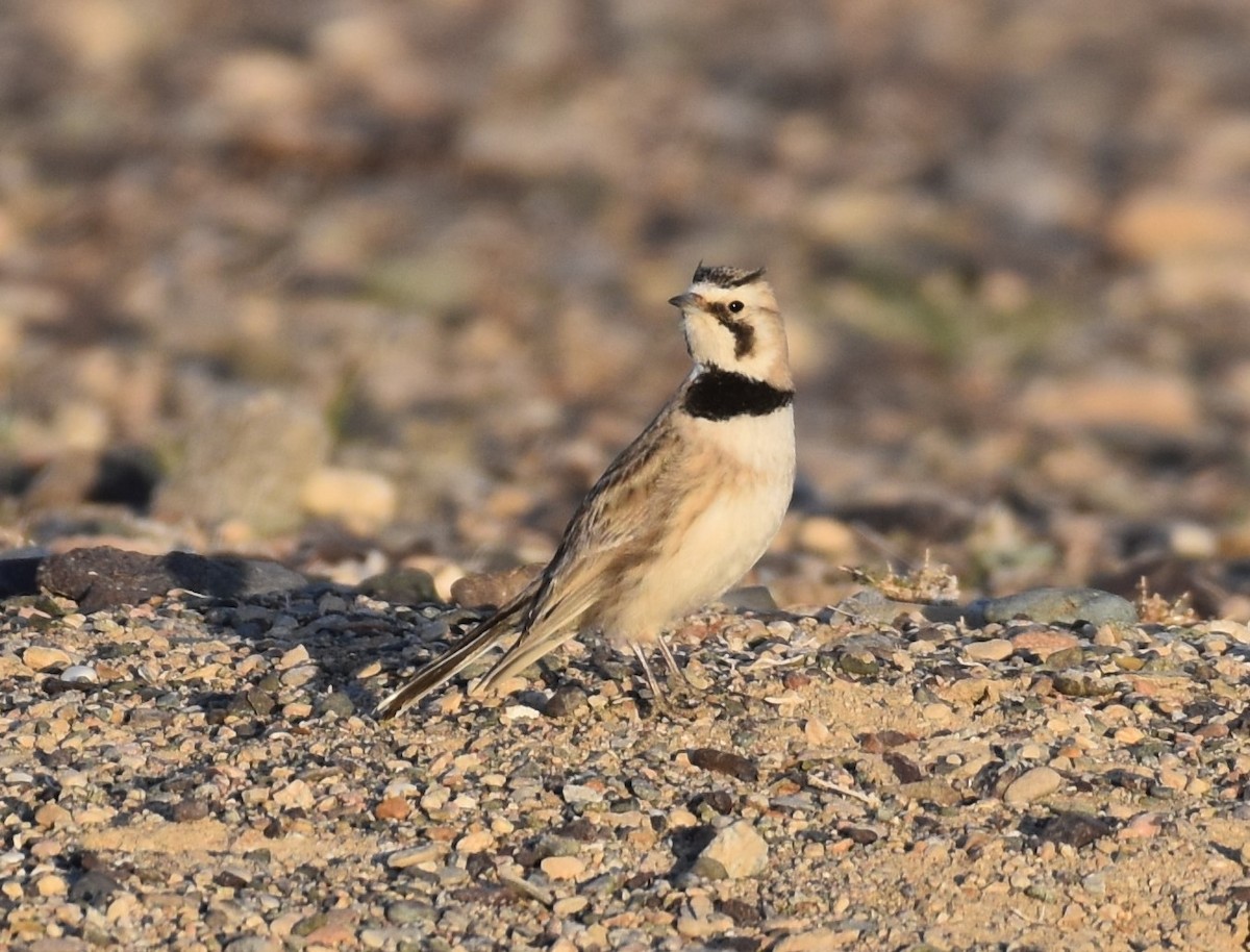 Horned Lark - ML456828861