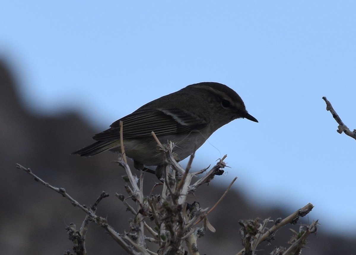 Phylloscopus sp. - Lorenzo Vinciguerra