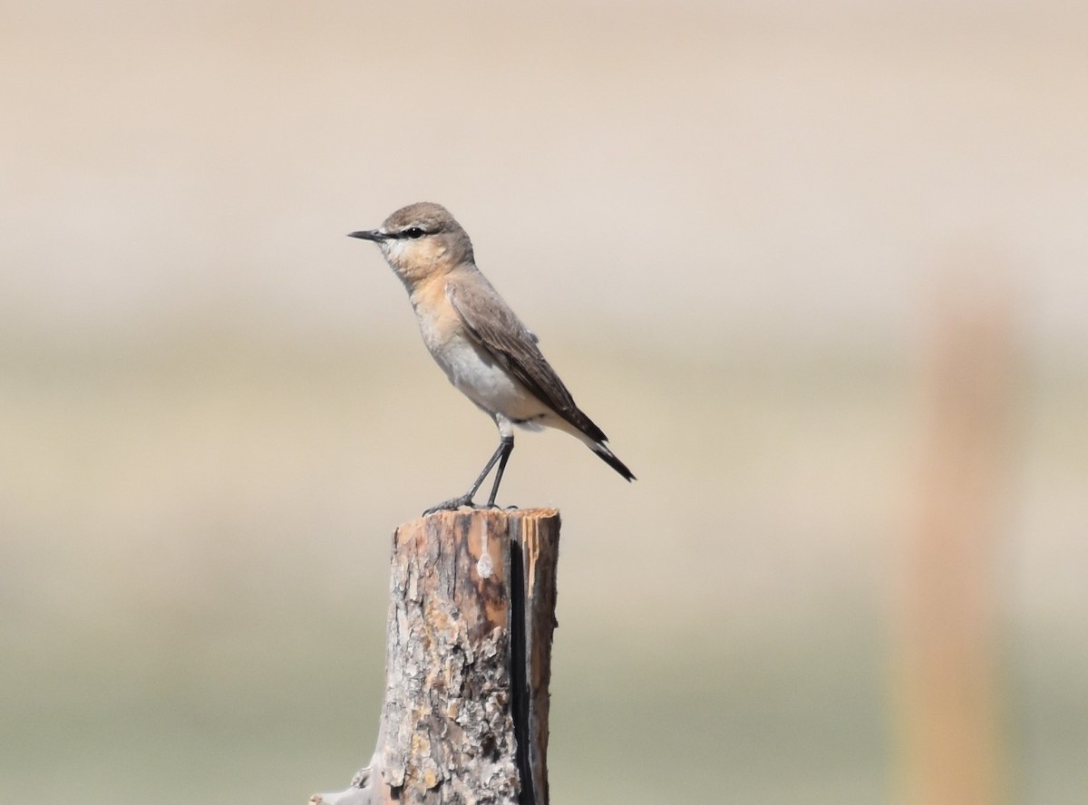 Isabelline Wheatear - ML456829431