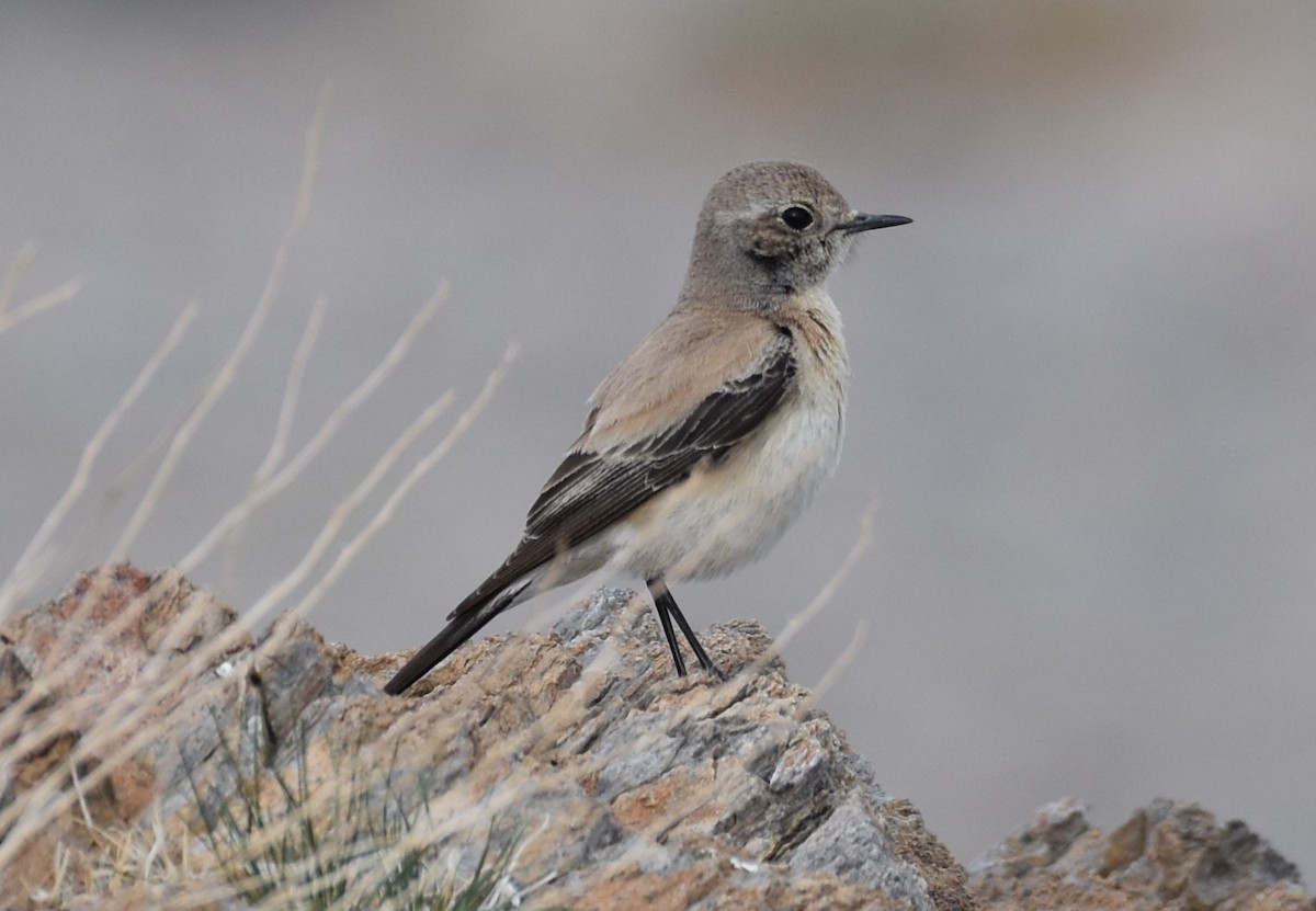 Desert Wheatear - ML456829691