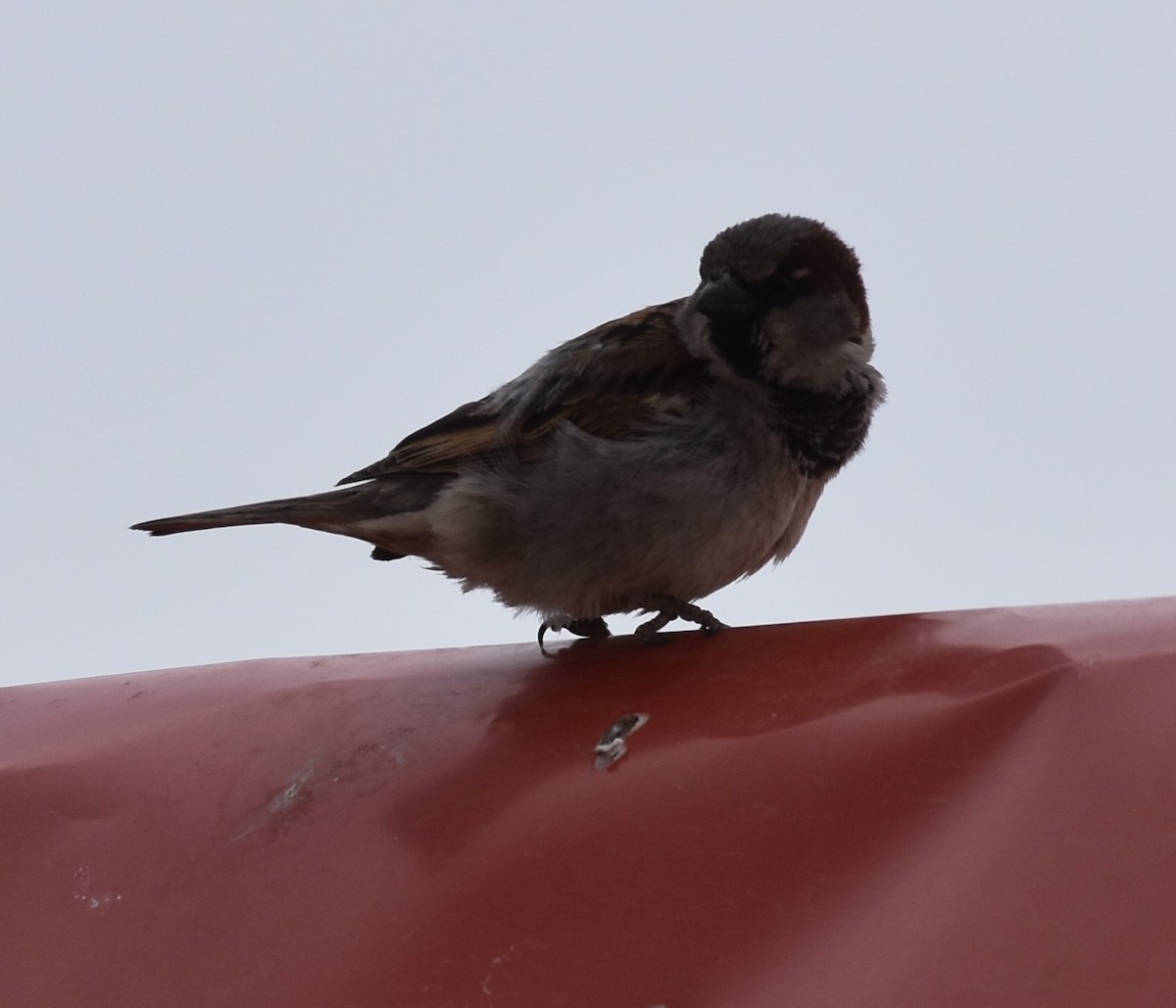 House Sparrow - ML456829891