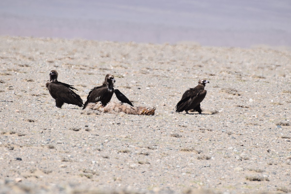 Cinereous Vulture - ML456830511