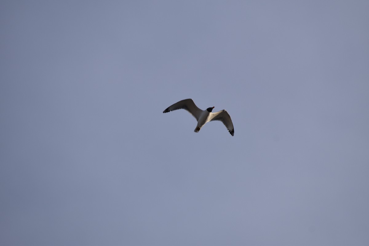 Pallas's Gull - Lorenzo Vinciguerra