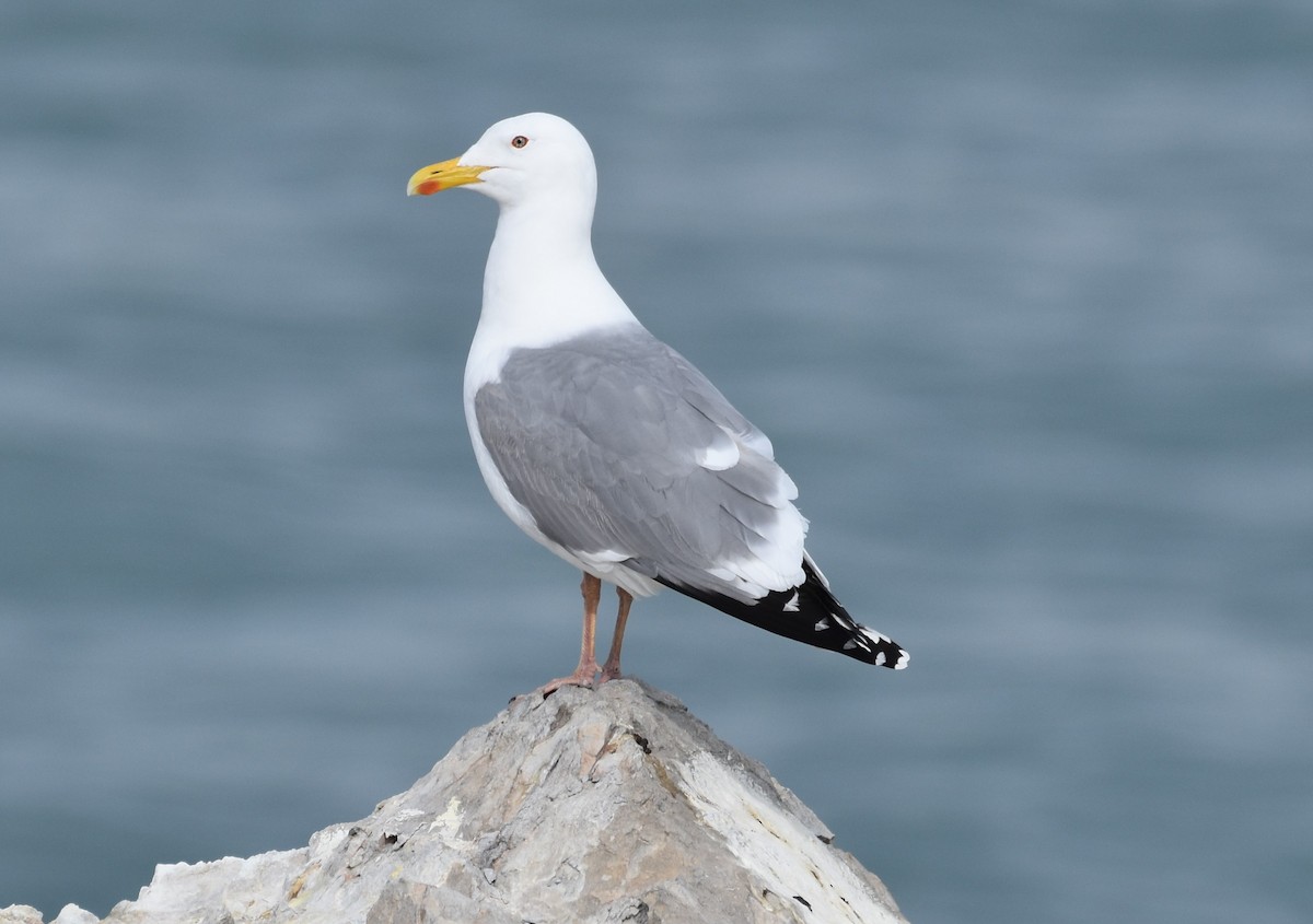 Herring Gull (Mongolian) - ML456830921