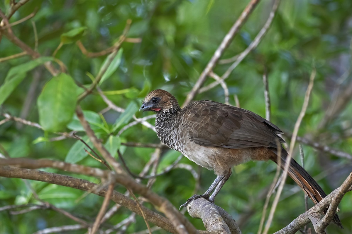 ML456834131 - East Brazilian Chachalaca - Macaulay Library