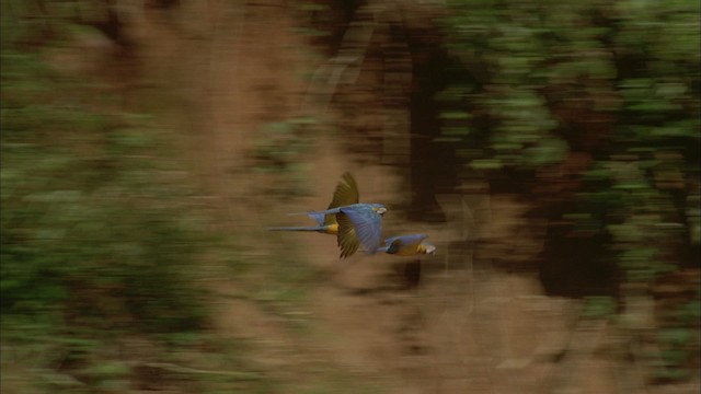 Blue-and-yellow Macaw - ML456835