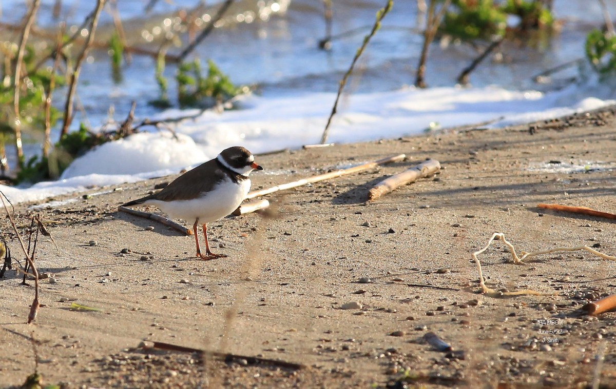 Semipalmated Plover - ML456835531