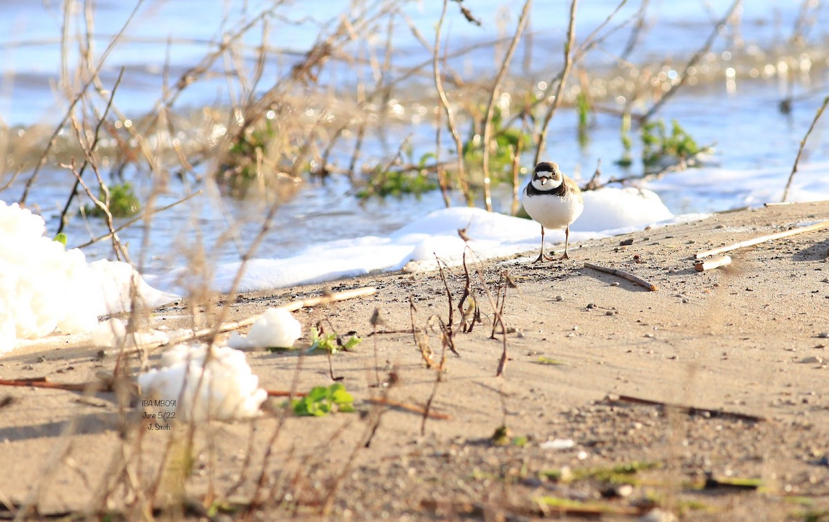 Semipalmated Plover - ML456835541