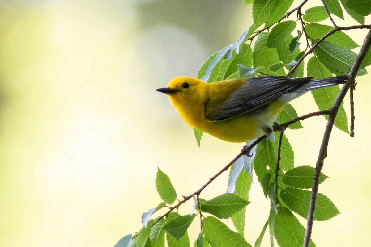 Prothonotary Warbler - ML456836861