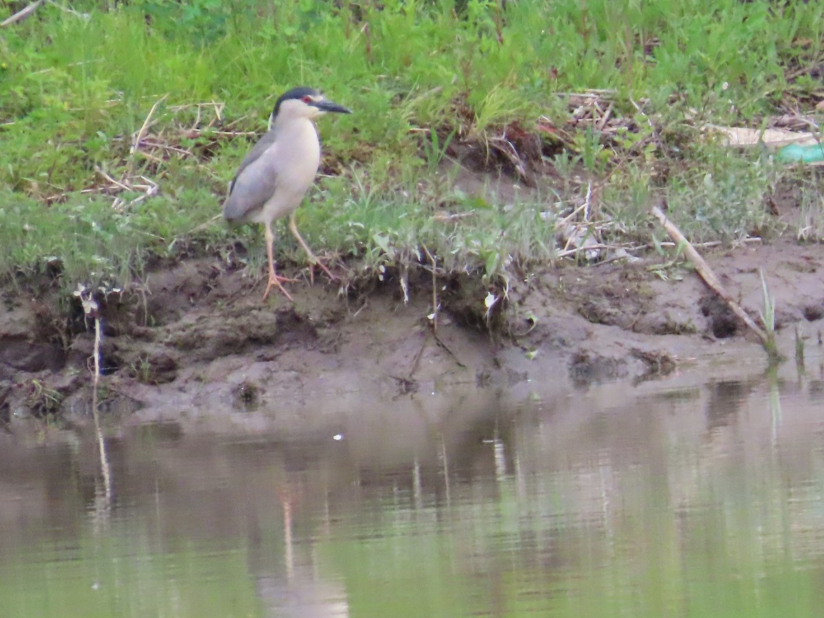 Black-crowned Night Heron - ML456840451