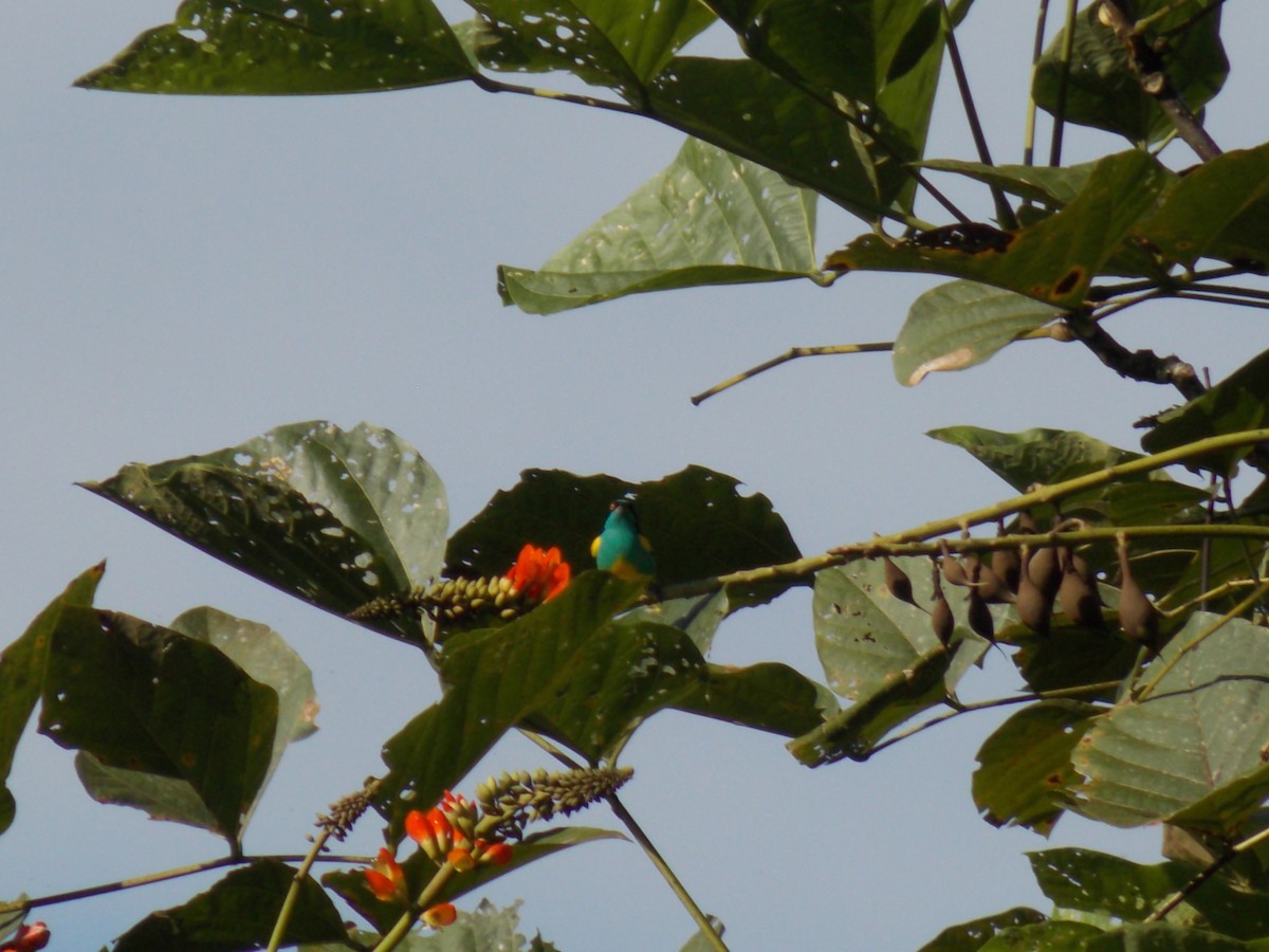 Black-faced Dacnis - ML456840711